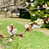 中心街　三八城公園の梅(4月4日)