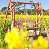 たはら菜の花まつりメイン会場