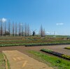 あけぼの山公園の桜（千葉県柏市）～つくば市とその周辺の風景写真案内（１３６５） 