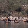 アカツクシガモ Ruddy Shelduck