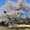 茨城県内の桜写真集です🎵