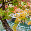 京都・永観堂紅葉2020