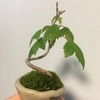 近況(主にbonsai)