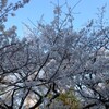 今年の桜2