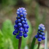 春の花「ムスカリ」