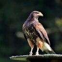 Hawk-Eye’s blog