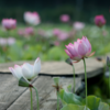 感動の美しさ！蓮の花苑夜明けの幻想的な一瞬🌅 ヤマサ蒲鉾