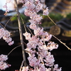 「慶恩寺」枝垂れ桜（後編）