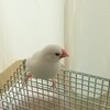 複数放鳥 わさび😅