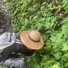 山菜採りからの、ミツバチの分蜂