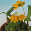 Bulbophyllum retusiusculum`K-1&#039;