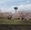 【桜満開の五稜郭公園・五稜郭タワー】〜北海道・函館市〜桜はGWが見頃！北海道で人気の桜の名所を紹介！