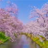 平成最後の桜旅@弘前