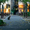 近隣繁華街のねこさん