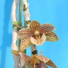 Dendrobium serratilabium 