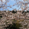 満開の桜と抹茶モンブラン