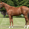 【2024年度】一口馬主 DMM BANUSY 第１期募集馬　馬体診断