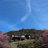 【県民の浜の河津桜】_広島県呉市