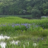 小堤西池のカキツバタ群落