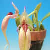 Bulbophyllum fascinator 