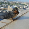 Hirundo rustica　ツバメ