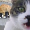 これは、ヤバい予兆かも知れない