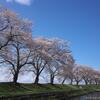 遊佐町・中山河川公園の桜-2017