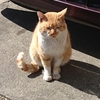 猫　その１４