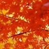 デイリーヤマザキ、食欲の秋、おにぎりの秋キャンペーン