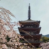 醍醐寺　～晩年の秀吉も愛でた醍醐の桜　