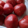 真っ赤なトマト