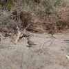 ズアカカンムリウズラ(Gambel's Quail)とコスタハチドリ(Costa's Hummingbird)