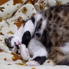 困った時の猫吸い