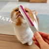 猫さんにかかればなんでもおもちゃに。