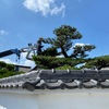 梅雨の季節の風物詩　庭木の剪定
