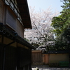 長町武家屋敷跡の桜