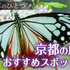 秋の七草のひとつである京都の藤袴（フジバカマ）おすすめスポット8選