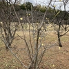 荒山公園の梅林へ散歩に行きました。