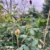 花苗植え付け