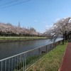 荒子川公園の桜　2020.4.2