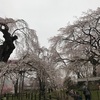 清雲寺のしだれ桜