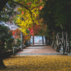 紅葉2022.積田神社敷き銀杏（名張）