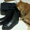 山本耀司コマンドゥール受章記念・ワイズのブーツをチェックする猫