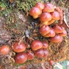 Mushroom picking