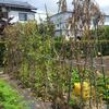 蔓ありインゲンの根を抜きました。秋作用開始です
