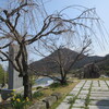 善通寺空海も見よ「しだれ桜」