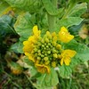 雨上がりの菜花