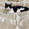 先日、部屋を片付けたばかりなんだけど…