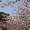 館山花見