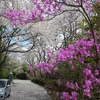 お花見の穴場ですよ